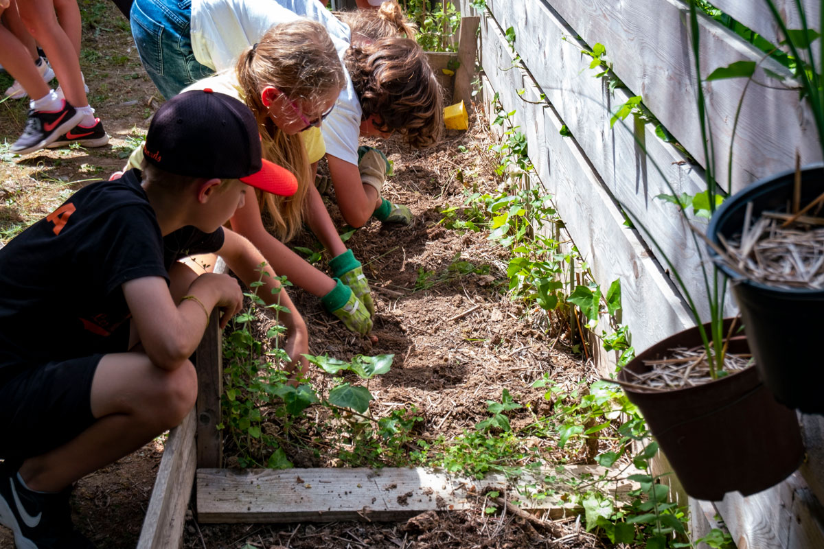Terhum : activités locales - jardin partagé de Belgentier Terhum : activités locales - jardin partagé de Belgentier
